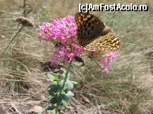 [P05]  -- <small>// FĂRĂ DESCRIERE</small> » foto by Alas
 - 
<span class="allrVoted glyphicon glyphicon-heart hidden" id="av160392"></span>
<a class="m-l-10 hidden" id="sv160392" onclick="voting_Foto_DelVot(,160392,12680)" role="button">șterge vot <span class="glyphicon glyphicon-remove"></span></a>
<a id="v9160392" class=" c-red"  onclick="voting_Foto_SetVot(160392)" role="button"><span class="glyphicon glyphicon-heart-empty"></span> <b>LIKE</b> = Votează poza</a> <img class="hidden"  id="f160392W9" src="/imagini/loader.gif" border="0" /><span class="AjErrMes hidden" id="e160392ErM"></span>