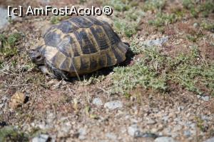 [P01] Țestoasă de Dobrogea » foto by Mika
 - 
<span class="allrVoted glyphicon glyphicon-heart hidden" id="av1068829"></span>
<a class="m-l-10 hidden" id="sv1068829" onclick="voting_Foto_DelVot(,1068829,12680)" role="button">șterge vot <span class="glyphicon glyphicon-remove"></span></a>
<a id="v91068829" class=" c-red"  onclick="voting_Foto_SetVot(1068829)" role="button"><span class="glyphicon glyphicon-heart-empty"></span> <b>LIKE</b> = Votează poza</a> <img class="hidden"  id="f1068829W9" src="/imagini/loader.gif" border="0" /><span class="AjErrMes hidden" id="e1068829ErM"></span>