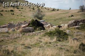 [P22] Jos am trecut pe lângă o turmă de capre » foto by Mika
 - 
<span class="allrVoted glyphicon glyphicon-heart hidden" id="av1068850"></span>
<a class="m-l-10 hidden" id="sv1068850" onclick="voting_Foto_DelVot(,1068850,12680)" role="button">șterge vot <span class="glyphicon glyphicon-remove"></span></a>
<a id="v91068850" class=" c-red"  onclick="voting_Foto_SetVot(1068850)" role="button"><span class="glyphicon glyphicon-heart-empty"></span> <b>LIKE</b> = Votează poza</a> <img class="hidden"  id="f1068850W9" src="/imagini/loader.gif" border="0" /><span class="AjErrMes hidden" id="e1068850ErM"></span>