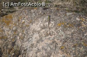 [P03] Gușter vărgat dobrogean » foto by Mika
 - 
<span class="allrVoted glyphicon glyphicon-heart hidden" id="av1068831"></span>
<a class="m-l-10 hidden" id="sv1068831" onclick="voting_Foto_DelVot(,1068831,12680)" role="button">șterge vot <span class="glyphicon glyphicon-remove"></span></a>
<a id="v91068831" class=" c-red"  onclick="voting_Foto_SetVot(1068831)" role="button"><span class="glyphicon glyphicon-heart-empty"></span> <b>LIKE</b> = Votează poza</a> <img class="hidden"  id="f1068831W9" src="/imagini/loader.gif" border="0" /><span class="AjErrMes hidden" id="e1068831ErM"></span>