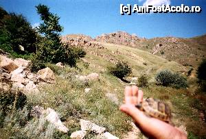 [P13] Mergând, vara, prin Munţii Măcin, întâlneşti o faună specifică, aşa cum este acest pui de broască ţestoasă...  » foto by Neptunus
 - 
<span class="allrVoted glyphicon glyphicon-heart hidden" id="av475616"></span>
<a class="m-l-10 hidden" id="sv475616" onclick="voting_Foto_DelVot(,475616,12680)" role="button">șterge vot <span class="glyphicon glyphicon-remove"></span></a>
<a id="v9475616" class=" c-red"  onclick="voting_Foto_SetVot(475616)" role="button"><span class="glyphicon glyphicon-heart-empty"></span> <b>LIKE</b> = Votează poza</a> <img class="hidden"  id="f475616W9" src="/imagini/loader.gif" border="0" /><span class="AjErrMes hidden" id="e475616ErM"></span>
