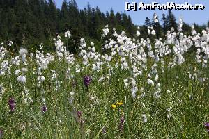 [P18] Te poti pierde in mijlocul florilor » foto by DOINITA
 - 
<span class="allrVoted glyphicon glyphicon-heart hidden" id="av635263"></span>
<a class="m-l-10 hidden" id="sv635263" onclick="voting_Foto_DelVot(,635263,12697)" role="button">șterge vot <span class="glyphicon glyphicon-remove"></span></a>
<a id="v9635263" class=" c-red"  onclick="voting_Foto_SetVot(635263)" role="button"><span class="glyphicon glyphicon-heart-empty"></span> <b>LIKE</b> = Votează poza</a> <img class="hidden"  id="f635263W9" src="/imagini/loader.gif" border="0" /><span class="AjErrMes hidden" id="e635263ErM"></span>