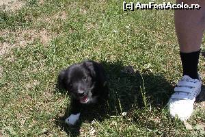 [P20] Si intotdeauna la drum ne-a insotit si cel mai bun prieten al omului. Micut prietenul nostru dar foarte devotat. Uneori l-am mai ajutat si noi luandu-l in brate ca drumul era lung...  » foto by DOINITA
 - 
<span class="allrVoted glyphicon glyphicon-heart hidden" id="av635265"></span>
<a class="m-l-10 hidden" id="sv635265" onclick="voting_Foto_DelVot(,635265,12697)" role="button">șterge vot <span class="glyphicon glyphicon-remove"></span></a>
<a id="v9635265" class=" c-red"  onclick="voting_Foto_SetVot(635265)" role="button"><span class="glyphicon glyphicon-heart-empty"></span> <b>LIKE</b> = Votează poza</a> <img class="hidden"  id="f635265W9" src="/imagini/loader.gif" border="0" /><span class="AjErrMes hidden" id="e635265ErM"></span>