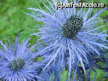 [P22] Natura uimitor flori la 1850 mt. nr. 20 » foto by claudiu 71
 - 
<span class="allrVoted glyphicon glyphicon-heart hidden" id="av364855"></span>
<a class="m-l-10 hidden" id="sv364855" onclick="voting_Foto_DelVot(,364855,12707)" role="button">șterge vot <span class="glyphicon glyphicon-remove"></span></a>
<a id="v9364855" class=" c-red"  onclick="voting_Foto_SetVot(364855)" role="button"><span class="glyphicon glyphicon-heart-empty"></span> <b>LIKE</b> = Votează poza</a> <img class="hidden"  id="f364855W9" src="/imagini/loader.gif" border="0" /><span class="AjErrMes hidden" id="e364855ErM"></span>