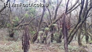 [P35] O zi şi o noapte în La Gomera - LauriSilva » foto by nicole33
 - 
<span class="allrVoted glyphicon glyphicon-heart hidden" id="av846600"></span>
<a class="m-l-10 hidden" id="sv846600" onclick="voting_Foto_DelVot(,846600,12735)" role="button">șterge vot <span class="glyphicon glyphicon-remove"></span></a>
<a id="v9846600" class=" c-red"  onclick="voting_Foto_SetVot(846600)" role="button"><span class="glyphicon glyphicon-heart-empty"></span> <b>LIKE</b> = Votează poza</a> <img class="hidden"  id="f846600W9" src="/imagini/loader.gif" border="0" /><span class="AjErrMes hidden" id="e846600ErM"></span>