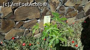 [P55] O zi şi o noapte în La Gomera - Molino de Gofio » foto by nicole33
 - 
<span class="allrVoted glyphicon glyphicon-heart hidden" id="av846620"></span>
<a class="m-l-10 hidden" id="sv846620" onclick="voting_Foto_DelVot(,846620,12735)" role="button">șterge vot <span class="glyphicon glyphicon-remove"></span></a>
<a id="v9846620" class=" c-red"  onclick="voting_Foto_SetVot(846620)" role="button"><span class="glyphicon glyphicon-heart-empty"></span> <b>LIKE</b> = Votează poza</a> <img class="hidden"  id="f846620W9" src="/imagini/loader.gif" border="0" /><span class="AjErrMes hidden" id="e846620ErM"></span>