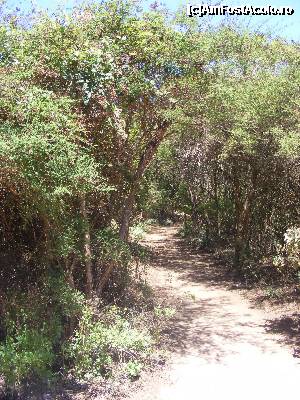 [P17] Insula Gomera-Parcul national Alto de Garajonay » foto by Hertha
 - 
<span class="allrVoted glyphicon glyphicon-heart hidden" id="av366134"></span>
<a class="m-l-10 hidden" id="sv366134" onclick="voting_Foto_DelVot(,366134,12735)" role="button">șterge vot <span class="glyphicon glyphicon-remove"></span></a>
<a id="v9366134" class=" c-red"  onclick="voting_Foto_SetVot(366134)" role="button"><span class="glyphicon glyphicon-heart-empty"></span> <b>LIKE</b> = Votează poza</a> <img class="hidden"  id="f366134W9" src="/imagini/loader.gif" border="0" /><span class="AjErrMes hidden" id="e366134ErM"></span>
