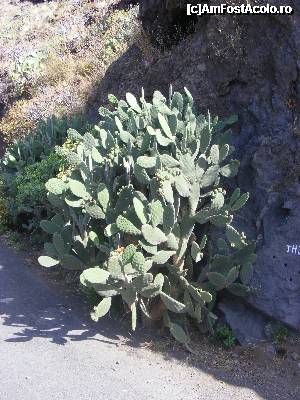 [P03] Insula Gomera. Varietate de Opuntia, cu fructe comestibile.  » foto by Hertha
 - 
<span class="allrVoted glyphicon glyphicon-heart hidden" id="av366120"></span>
<a class="m-l-10 hidden" id="sv366120" onclick="voting_Foto_DelVot(,366120,12735)" role="button">șterge vot <span class="glyphicon glyphicon-remove"></span></a>
<a id="v9366120" class=" c-red"  onclick="voting_Foto_SetVot(366120)" role="button"><span class="glyphicon glyphicon-heart-empty"></span> <b>LIKE</b> = Votează poza</a> <img class="hidden"  id="f366120W9" src="/imagini/loader.gif" border="0" /><span class="AjErrMes hidden" id="e366120ErM"></span>