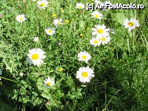 [P49] Muntii Apuseni, incantatori » foto by sunflower
 - 
<span class="allrVoted glyphicon glyphicon-heart hidden" id="av464975"></span>
<a class="m-l-10 hidden" id="sv464975" onclick="voting_Foto_DelVot(,464975,12752)" role="button">șterge vot <span class="glyphicon glyphicon-remove"></span></a>
<a id="v9464975" class=" c-red"  onclick="voting_Foto_SetVot(464975)" role="button"><span class="glyphicon glyphicon-heart-empty"></span> <b>LIKE</b> = Votează poza</a> <img class="hidden"  id="f464975W9" src="/imagini/loader.gif" border="0" /><span class="AjErrMes hidden" id="e464975ErM"></span>