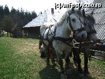 [P15] Runc » foto by TLA
 - 
<span class="allrVoted glyphicon glyphicon-heart hidden" id="av51739"></span>
<a class="m-l-10 hidden" id="sv51739" onclick="voting_Foto_DelVot(,51739,12752)" role="button">șterge vot <span class="glyphicon glyphicon-remove"></span></a>
<a id="v951739" class=" c-red"  onclick="voting_Foto_SetVot(51739)" role="button"><span class="glyphicon glyphicon-heart-empty"></span> <b>LIKE</b> = Votează poza</a> <img class="hidden"  id="f51739W9" src="/imagini/loader.gif" border="0" /><span class="AjErrMes hidden" id="e51739ErM"></span>