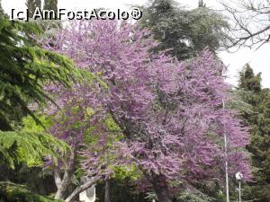 [P06] Arborele Iudei pe străzile din Stara Zagora » foto by irinad
 - 
<span class="allrVoted glyphicon glyphicon-heart hidden" id="av856520"></span>
<a class="m-l-10 hidden" id="sv856520" onclick="voting_Foto_DelVot(,856520,12753)" role="button">șterge vot <span class="glyphicon glyphicon-remove"></span></a>
<a id="v9856520" class=" c-red"  onclick="voting_Foto_SetVot(856520)" role="button"><span class="glyphicon glyphicon-heart-empty"></span> <b>LIKE</b> = Votează poza</a> <img class="hidden"  id="f856520W9" src="/imagini/loader.gif" border="0" /><span class="AjErrMes hidden" id="e856520ErM"></span>