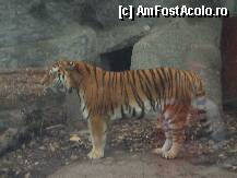 [P4x] Gradina ZOO Budapesta » foto by Miss Butterfly
 - 
<span class="allrVoted glyphicon glyphicon-heart hidden" id="av17990"></span>
<a class="m-l-10 hidden" id="sv17990" onclick="voting_Foto_DelVot(,17990,12774)" role="button">șterge vot <span class="glyphicon glyphicon-remove"></span></a>
<a id="v917990" class=" c-red"  onclick="voting_Foto_SetVot(17990)" role="button"><span class="glyphicon glyphicon-heart-empty"></span> <b>LIKE</b> = Votează poza</a> <img class="hidden"  id="f17990W9" src="/imagini/loader.gif" border="0" /><span class="AjErrMes hidden" id="e17990ErM"></span>