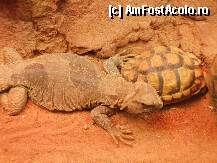 [P9x] Gradina ZOO BUdapesta » foto by Miss Butterfly
 - 
<span class="allrVoted glyphicon glyphicon-heart hidden" id="av17995"></span>
<a class="m-l-10 hidden" id="sv17995" onclick="voting_Foto_DelVot(,17995,12774)" role="button">șterge vot <span class="glyphicon glyphicon-remove"></span></a>
<a id="v917995" class=" c-red"  onclick="voting_Foto_SetVot(17995)" role="button"><span class="glyphicon glyphicon-heart-empty"></span> <b>LIKE</b> = Votează poza</a> <img class="hidden"  id="f17995W9" src="/imagini/loader.gif" border="0" /><span class="AjErrMes hidden" id="e17995ErM"></span>