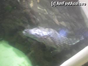 [P91] eu sunt crocodilul și sunt viu, nu din plastic! (am stat 5 minute și ne-am contrazis pe tema asta până a catadicsit să se miște puțin în apă)  » foto by vanda
 - 
<span class="allrVoted glyphicon glyphicon-heart hidden" id="av367959"></span>
<a class="m-l-10 hidden" id="sv367959" onclick="voting_Foto_DelVot(,367959,12774)" role="button">șterge vot <span class="glyphicon glyphicon-remove"></span></a>
<a id="v9367959" class=" c-red"  onclick="voting_Foto_SetVot(367959)" role="button"><span class="glyphicon glyphicon-heart-empty"></span> <b>LIKE</b> = Votează poza</a> <img class="hidden"  id="f367959W9" src="/imagini/loader.gif" border="0" /><span class="AjErrMes hidden" id="e367959ErM"></span>