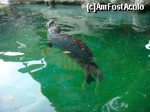 [P137] Grădina Zoologică Budapesta - o focă jucăuşă. » foto by creivean
 - 
<span class="allrVoted glyphicon glyphicon-heart hidden" id="av131919"></span>
<a class="m-l-10 hidden" id="sv131919" onclick="voting_Foto_DelVot(,131919,12774)" role="button">șterge vot <span class="glyphicon glyphicon-remove"></span></a>
<a id="v9131919" class=" c-red"  onclick="voting_Foto_SetVot(131919)" role="button"><span class="glyphicon glyphicon-heart-empty"></span> <b>LIKE</b> = Votează poza</a> <img class="hidden"  id="f131919W9" src="/imagini/loader.gif" border="0" /><span class="AjErrMes hidden" id="e131919ErM"></span>