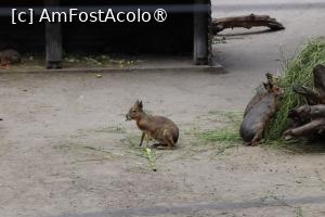 [P15]  -- <small>// FĂRĂ DESCRIERE</small> » foto by mont
 - 
<span class="allrVoted glyphicon glyphicon-heart hidden" id="av1511763"></span>
<a class="m-l-10 hidden" id="sv1511763" onclick="voting_Foto_DelVot(,1511763,12774)" role="button">șterge vot <span class="glyphicon glyphicon-remove"></span></a>
<a id="v91511763" class=" c-red"  onclick="voting_Foto_SetVot(1511763)" role="button"><span class="glyphicon glyphicon-heart-empty"></span> <b>LIKE</b> = Votează poza</a> <img class="hidden"  id="f1511763W9" src="/imagini/loader.gif" border="0" /><span class="AjErrMes hidden" id="e1511763ErM"></span>