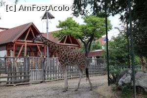 [P29] Girafa » foto by mont
 - 
<span class="allrVoted glyphicon glyphicon-heart hidden" id="av1511777"></span>
<a class="m-l-10 hidden" id="sv1511777" onclick="voting_Foto_DelVot(,1511777,12774)" role="button">șterge vot <span class="glyphicon glyphicon-remove"></span></a>
<a id="v91511777" class=" c-red"  onclick="voting_Foto_SetVot(1511777)" role="button"><span class="glyphicon glyphicon-heart-empty"></span> <b>LIKE</b> = Votează poza</a> <img class="hidden"  id="f1511777W9" src="/imagini/loader.gif" border="0" /><span class="AjErrMes hidden" id="e1511777ErM"></span>