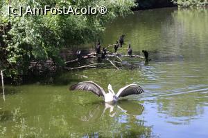 [P32] Pelican supărat! » foto by mont
 - 
<span class="allrVoted glyphicon glyphicon-heart hidden" id="av1511780"></span>
<a class="m-l-10 hidden" id="sv1511780" onclick="voting_Foto_DelVot(,1511780,12774)" role="button">șterge vot <span class="glyphicon glyphicon-remove"></span></a>
<a id="v91511780" class=" c-red"  onclick="voting_Foto_SetVot(1511780)" role="button"><span class="glyphicon glyphicon-heart-empty"></span> <b>LIKE</b> = Votează poza</a> <img class="hidden"  id="f1511780W9" src="/imagini/loader.gif" border="0" /><span class="AjErrMes hidden" id="e1511780ErM"></span>