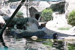 [P04] Pinguini » foto by mont
 - 
<span class="allrVoted glyphicon glyphicon-heart hidden" id="av1511752"></span>
<a class="m-l-10 hidden" id="sv1511752" onclick="voting_Foto_DelVot(,1511752,12774)" role="button">șterge vot <span class="glyphicon glyphicon-remove"></span></a>
<a id="v91511752" class=" c-red"  onclick="voting_Foto_SetVot(1511752)" role="button"><span class="glyphicon glyphicon-heart-empty"></span> <b>LIKE</b> = Votează poza</a> <img class="hidden"  id="f1511752W9" src="/imagini/loader.gif" border="0" /><span class="AjErrMes hidden" id="e1511752ErM"></span>