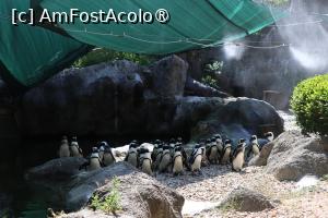 [P45] Pinguini așteptând masa! » foto by mont
 - 
<span class="allrVoted glyphicon glyphicon-heart hidden" id="av1511793"></span>
<a class="m-l-10 hidden" id="sv1511793" onclick="voting_Foto_DelVot(,1511793,12774)" role="button">șterge vot <span class="glyphicon glyphicon-remove"></span></a>
<a id="v91511793" class=" c-red"  onclick="voting_Foto_SetVot(1511793)" role="button"><span class="glyphicon glyphicon-heart-empty"></span> <b>LIKE</b> = Votează poza</a> <img class="hidden"  id="f1511793W9" src="/imagini/loader.gif" border="0" /><span class="AjErrMes hidden" id="e1511793ErM"></span>