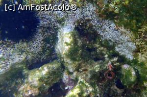 [P10] Agios Nikitas - unul dintre foarte puținii arici de mare găsiți aici, împreună cu un vierme de mare cum n-am mai văzut vreodată » foto by Dragoș_MD
 - 
<span class="allrVoted glyphicon glyphicon-heart hidden" id="av904704"></span>
<a class="m-l-10 hidden" id="sv904704" onclick="voting_Foto_DelVot(,904704,12776)" role="button">șterge vot <span class="glyphicon glyphicon-remove"></span></a>
<a id="v9904704" class=" c-red"  onclick="voting_Foto_SetVot(904704)" role="button"><span class="glyphicon glyphicon-heart-empty"></span> <b>LIKE</b> = Votează poza</a> <img class="hidden"  id="f904704W9" src="/imagini/loader.gif" border="0" /><span class="AjErrMes hidden" id="e904704ErM"></span>
