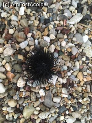 [P10] Grecia - Lefkada- Nidri - Arici de mare » foto by MirelaV
 - 
<span class="allrVoted glyphicon glyphicon-heart hidden" id="av898026"></span>
<a class="m-l-10 hidden" id="sv898026" onclick="voting_Foto_DelVot(,898026,12776)" role="button">șterge vot <span class="glyphicon glyphicon-remove"></span></a>
<a id="v9898026" class=" c-red"  onclick="voting_Foto_SetVot(898026)" role="button"><span class="glyphicon glyphicon-heart-empty"></span> <b>LIKE</b> = Votează poza</a> <img class="hidden"  id="f898026W9" src="/imagini/loader.gif" border="0" /><span class="AjErrMes hidden" id="e898026ErM"></span>
