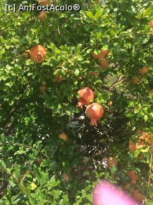 [P13] Grecia - Lefkada- Nidri » foto by MirelaV
 - 
<span class="allrVoted glyphicon glyphicon-heart hidden" id="av898029"></span>
<a class="m-l-10 hidden" id="sv898029" onclick="voting_Foto_DelVot(,898029,12776)" role="button">șterge vot <span class="glyphicon glyphicon-remove"></span></a>
<a id="v9898029" class=" c-red"  onclick="voting_Foto_SetVot(898029)" role="button"><span class="glyphicon glyphicon-heart-empty"></span> <b>LIKE</b> = Votează poza</a> <img class="hidden"  id="f898029W9" src="/imagini/loader.gif" border="0" /><span class="AjErrMes hidden" id="e898029ErM"></span>