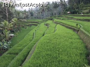 [P14] Bali - camp de orez in aprilir » foto by patrick007
 - 
<span class="allrVoted glyphicon glyphicon-heart hidden" id="av1036796"></span>
<a class="m-l-10 hidden" id="sv1036796" onclick="voting_Foto_DelVot(,1036796,12798)" role="button">șterge vot <span class="glyphicon glyphicon-remove"></span></a>
<a id="v91036796" class=" c-red"  onclick="voting_Foto_SetVot(1036796)" role="button"><span class="glyphicon glyphicon-heart-empty"></span> <b>LIKE</b> = Votează poza</a> <img class="hidden"  id="f1036796W9" src="/imagini/loader.gif" border="0" /><span class="AjErrMes hidden" id="e1036796ErM"></span>