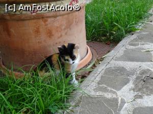 [P18] Pisoiul jucăuș de la Arnota.  » foto by tata123 🔱
 - 
<span class="allrVoted glyphicon glyphicon-heart hidden" id="av916780"></span>
<a class="m-l-10 hidden" id="sv916780" onclick="voting_Foto_DelVot(,916780,12858)" role="button">șterge vot <span class="glyphicon glyphicon-remove"></span></a>
<a id="v9916780" class=" c-red"  onclick="voting_Foto_SetVot(916780)" role="button"><span class="glyphicon glyphicon-heart-empty"></span> <b>LIKE</b> = Votează poza</a> <img class="hidden"  id="f916780W9" src="/imagini/loader.gif" border="0" /><span class="AjErrMes hidden" id="e916780ErM"></span>