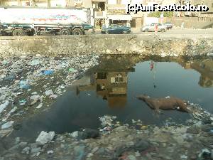 [P34] Cairo - cal mort în canal. Mai încolo, nişte oameni luau apă din canal şi îşi spălau maşina » foto by alexms
 - 
<span class="allrVoted glyphicon glyphicon-heart hidden" id="av702967"></span>
<a class="m-l-10 hidden" id="sv702967" onclick="voting_Foto_DelVot(,702967,12877)" role="button">șterge vot <span class="glyphicon glyphicon-remove"></span></a>
<a id="v9702967" class=" c-red"  onclick="voting_Foto_SetVot(702967)" role="button"><span class="glyphicon glyphicon-heart-empty"></span> <b>LIKE</b> = Votează poza</a> <img class="hidden"  id="f702967W9" src="/imagini/loader.gif" border="0" /><span class="AjErrMes hidden" id="e702967ErM"></span>