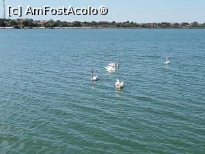 [P06] Lebede pe lacul Murighiol, in proximitatea resortului » foto by Rolitero
 - 
<span class="allrVoted glyphicon glyphicon-heart hidden" id="av1182914"></span>
<a class="m-l-10 hidden" id="sv1182914" onclick="voting_Foto_DelVot(,1182914,12935)" role="button">șterge vot <span class="glyphicon glyphicon-remove"></span></a>
<a id="v91182914" class=" c-red"  onclick="voting_Foto_SetVot(1182914)" role="button"><span class="glyphicon glyphicon-heart-empty"></span> <b>LIKE</b> = Votează poza</a> <img class="hidden"  id="f1182914W9" src="/imagini/loader.gif" border="0" /><span class="AjErrMes hidden" id="e1182914ErM"></span>