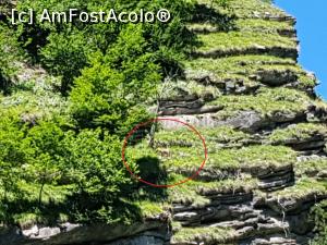 [P39] Iată capra neagră despre care vă povesteam în articol! Am avut nevoie de zoom. » foto by Floryn81
 - 
<span class="allrVoted glyphicon glyphicon-heart hidden" id="av1173869"></span>
<a class="m-l-10 hidden" id="sv1173869" onclick="voting_Foto_DelVot(,1173869,12947)" role="button">șterge vot <span class="glyphicon glyphicon-remove"></span></a>
<a id="v91173869" class=" c-red"  onclick="voting_Foto_SetVot(1173869)" role="button"><span class="glyphicon glyphicon-heart-empty"></span> <b>LIKE</b> = Votează poza</a> <img class="hidden"  id="f1173869W9" src="/imagini/loader.gif" border="0" /><span class="AjErrMes hidden" id="e1173869ErM"></span>