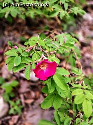 [P12] Flora si fauna. » foto by VasiuM
 - 
<span class="allrVoted glyphicon glyphicon-heart hidden" id="av1167225"></span>
<a class="m-l-10 hidden" id="sv1167225" onclick="voting_Foto_DelVot(,1167225,12947)" role="button">șterge vot <span class="glyphicon glyphicon-remove"></span></a>
<a id="v91167225" class=" c-red"  onclick="voting_Foto_SetVot(1167225)" role="button"><span class="glyphicon glyphicon-heart-empty"></span> <b>LIKE</b> = Votează poza</a> <img class="hidden"  id="f1167225W9" src="/imagini/loader.gif" border="0" /><span class="AjErrMes hidden" id="e1167225ErM"></span>