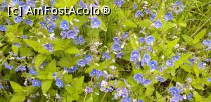 [P05] Floricele din padure. » foto by VasiuM
 - 
<span class="allrVoted glyphicon glyphicon-heart hidden" id="av1167218"></span>
<a class="m-l-10 hidden" id="sv1167218" onclick="voting_Foto_DelVot(,1167218,12947)" role="button">șterge vot <span class="glyphicon glyphicon-remove"></span></a>
<a id="v91167218" class=" c-red"  onclick="voting_Foto_SetVot(1167218)" role="button"><span class="glyphicon glyphicon-heart-empty"></span> <b>LIKE</b> = Votează poza</a> <img class="hidden"  id="f1167218W9" src="/imagini/loader.gif" border="0" /><span class="AjErrMes hidden" id="e1167218ErM"></span>