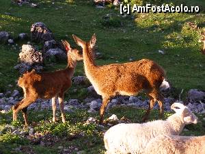 [P35] 'Ferma animalelor' de la cabana Wochenbrunn » foto by RoF*
 - 
<span class="allrVoted glyphicon glyphicon-heart hidden" id="av376028"></span>
<a class="m-l-10 hidden" id="sv376028" onclick="voting_Foto_DelVot(,376028,12972)" role="button">șterge vot <span class="glyphicon glyphicon-remove"></span></a>
<a id="v9376028" class=" c-red"  onclick="voting_Foto_SetVot(376028)" role="button"><span class="glyphicon glyphicon-heart-empty"></span> <b>LIKE</b> = Votează poza</a> <img class="hidden"  id="f376028W9" src="/imagini/loader.gif" border="0" /><span class="AjErrMes hidden" id="e376028ErM"></span>