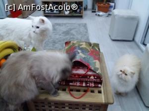 [P01] A sosit cadoul moşului :)  » foto by diana2015
 - 
<span class="allrVoted glyphicon glyphicon-heart hidden" id="av931420"></span>
<a class="m-l-10 hidden" id="sv931420" onclick="voting_Foto_DelVot(,931420,13023)" role="button">șterge vot <span class="glyphicon glyphicon-remove"></span></a>
<a id="v9931420" class=" c-red"  onclick="voting_Foto_SetVot(931420)" role="button"><span class="glyphicon glyphicon-heart-empty"></span> <b>LIKE</b> = Votează poza</a> <img class="hidden"  id="f931420W9" src="/imagini/loader.gif" border="0" /><span class="AjErrMes hidden" id="e931420ErM"></span>