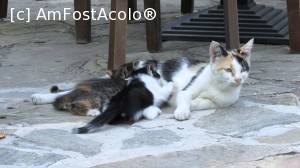 [P10] Familia de pisicuţe, chiriaşă la Balgarka » foto by crismis
 - 
<span class="allrVoted glyphicon glyphicon-heart hidden" id="av705737"></span>
<a class="m-l-10 hidden" id="sv705737" onclick="voting_Foto_DelVot(,705737,13047)" role="button">șterge vot <span class="glyphicon glyphicon-remove"></span></a>
<a id="v9705737" class=" c-red"  onclick="voting_Foto_SetVot(705737)" role="button"><span class="glyphicon glyphicon-heart-empty"></span> <b>LIKE</b> = Votează poza</a> <img class="hidden"  id="f705737W9" src="/imagini/loader.gif" border="0" /><span class="AjErrMes hidden" id="e705737ErM"></span>