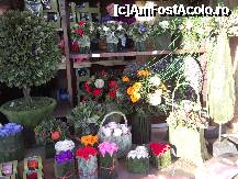 [P05] Viena - piata de Craciun - plante naturale in cutii pe care erau aplicate frunze verzi » foto by kmy
 - 
<span class="allrVoted glyphicon glyphicon-heart hidden" id="av172512"></span>
<a class="m-l-10 hidden" id="sv172512" onclick="voting_Foto_DelVot(,172512,13117)" role="button">șterge vot <span class="glyphicon glyphicon-remove"></span></a>
<a id="v9172512" class=" c-red"  onclick="voting_Foto_SetVot(172512)" role="button"><span class="glyphicon glyphicon-heart-empty"></span> <b>LIKE</b> = Votează poza</a> <img class="hidden"  id="f172512W9" src="/imagini/loader.gif" border="0" /><span class="AjErrMes hidden" id="e172512ErM"></span>