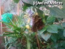 [P26] În Casa Fluturilor. În imagine un exemplar din singura specie care era prezentă la acel moment. Se odihnește pe o frunză de hibiscus » foto by abancor
 - 
<span class="allrVoted glyphicon glyphicon-heart hidden" id="av408604"></span>
<a class="m-l-10 hidden" id="sv408604" onclick="voting_Foto_DelVot(,408604,13117)" role="button">șterge vot <span class="glyphicon glyphicon-remove"></span></a>
<a id="v9408604" class=" c-red"  onclick="voting_Foto_SetVot(408604)" role="button"><span class="glyphicon glyphicon-heart-empty"></span> <b>LIKE</b> = Votează poza</a> <img class="hidden"  id="f408604W9" src="/imagini/loader.gif" border="0" /><span class="AjErrMes hidden" id="e408604ErM"></span>