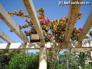 [P17] Flora locala, Gran Canaria » foto by lorelei34
 - 
<span class="allrVoted glyphicon glyphicon-heart hidden" id="av382196"></span>
<a class="m-l-10 hidden" id="sv382196" onclick="voting_Foto_DelVot(,382196,13127)" role="button">șterge vot <span class="glyphicon glyphicon-remove"></span></a>
<a id="v9382196" class=" c-red"  onclick="voting_Foto_SetVot(382196)" role="button"><span class="glyphicon glyphicon-heart-empty"></span> <b>LIKE</b> = Votează poza</a> <img class="hidden"  id="f382196W9" src="/imagini/loader.gif" border="0" /><span class="AjErrMes hidden" id="e382196ErM"></span>