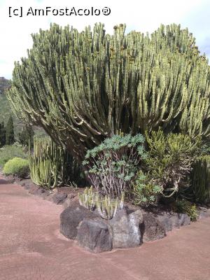 [P10] 10. Iar această specie de cactus, în formă de candelabru, este simbolul insulei Gran Canaria.  » foto by msnd
 - 
<span class="allrVoted glyphicon glyphicon-heart hidden" id="av942309"></span>
<a class="m-l-10 hidden" id="sv942309" onclick="voting_Foto_DelVot(,942309,13127)" role="button">șterge vot <span class="glyphicon glyphicon-remove"></span></a>
<a id="v9942309" class=" c-red"  onclick="voting_Foto_SetVot(942309)" role="button"><span class="glyphicon glyphicon-heart-empty"></span> <b>LIKE</b> = Votează poza</a> <img class="hidden"  id="f942309W9" src="/imagini/loader.gif" border="0" /><span class="AjErrMes hidden" id="e942309ErM"></span>