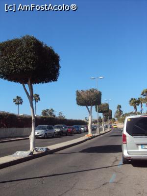 [P31] 31. Stradă din Maspalomas și copaci tunși decorativ.  » foto by msnd
 - 
<span class="allrVoted glyphicon glyphicon-heart hidden" id="av942341"></span>
<a class="m-l-10 hidden" id="sv942341" onclick="voting_Foto_DelVot(,942341,13127)" role="button">șterge vot <span class="glyphicon glyphicon-remove"></span></a>
<a id="v9942341" class=" c-red"  onclick="voting_Foto_SetVot(942341)" role="button"><span class="glyphicon glyphicon-heart-empty"></span> <b>LIKE</b> = Votează poza</a> <img class="hidden"  id="f942341W9" src="/imagini/loader.gif" border="0" /><span class="AjErrMes hidden" id="e942341ErM"></span>