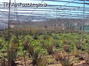 [P34] 33. Ajungem la plantația de aloe vera.  » foto by msnd
 - 
<span class="allrVoted glyphicon glyphicon-heart hidden" id="av945972"></span>
<a class="m-l-10 hidden" id="sv945972" onclick="voting_Foto_DelVot(,945972,13127)" role="button">șterge vot <span class="glyphicon glyphicon-remove"></span></a>
<a id="v9945972" class=" c-red"  onclick="voting_Foto_SetVot(945972)" role="button"><span class="glyphicon glyphicon-heart-empty"></span> <b>LIKE</b> = Votează poza</a> <img class="hidden"  id="f945972W9" src="/imagini/loader.gif" border="0" /><span class="AjErrMes hidden" id="e945972ErM"></span>