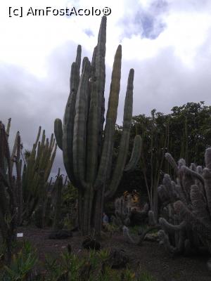 [P54] 54. Cactușii dețin supremația în grădină.  » foto by msnd
 - 
<span class="allrVoted glyphicon glyphicon-heart hidden" id="av955426"></span>
<a class="m-l-10 hidden" id="sv955426" onclick="voting_Foto_DelVot(,955426,13127)" role="button">șterge vot <span class="glyphicon glyphicon-remove"></span></a>
<a id="v9955426" class=" c-red"  onclick="voting_Foto_SetVot(955426)" role="button"><span class="glyphicon glyphicon-heart-empty"></span> <b>LIKE</b> = Votează poza</a> <img class="hidden"  id="f955426W9" src="/imagini/loader.gif" border="0" /><span class="AjErrMes hidden" id="e955426ErM"></span>