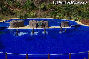 [P11] Spectacol cu delfini in Palmitos Park » foto by osna
 - 
<span class="allrVoted glyphicon glyphicon-heart hidden" id="av553169"></span>
<a class="m-l-10 hidden" id="sv553169" onclick="voting_Foto_DelVot(,553169,13127)" role="button">șterge vot <span class="glyphicon glyphicon-remove"></span></a>
<a id="v9553169" class=" c-red"  onclick="voting_Foto_SetVot(553169)" role="button"><span class="glyphicon glyphicon-heart-empty"></span> <b>LIKE</b> = Votează poza</a> <img class="hidden"  id="f553169W9" src="/imagini/loader.gif" border="0" /><span class="AjErrMes hidden" id="e553169ErM"></span>