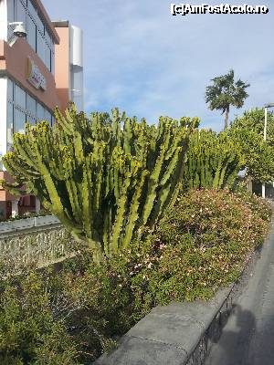 [P10] Cactusi pe faleza din Playa del Ingles. Speciile de cactusi care pot fi intalniti este coplesitor.  » foto by danieltanase*
 - 
<span class="allrVoted glyphicon glyphicon-heart hidden" id="av401933"></span>
<a class="m-l-10 hidden" id="sv401933" onclick="voting_Foto_DelVot(,401933,13127)" role="button">șterge vot <span class="glyphicon glyphicon-remove"></span></a>
<a id="v9401933" class=" c-red"  onclick="voting_Foto_SetVot(401933)" role="button"><span class="glyphicon glyphicon-heart-empty"></span> <b>LIKE</b> = Votează poza</a> <img class="hidden"  id="f401933W9" src="/imagini/loader.gif" border="0" /><span class="AjErrMes hidden" id="e401933ErM"></span>