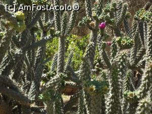 [P15] Cactuşi din grădina Mănăstirii Sf. Barnabas » foto by irinad
 - 
<span class="allrVoted glyphicon glyphicon-heart hidden" id="av762857"></span>
<a class="m-l-10 hidden" id="sv762857" onclick="voting_Foto_DelVot(,762857,13135)" role="button">șterge vot <span class="glyphicon glyphicon-remove"></span></a>
<a id="v9762857" class=" c-red"  onclick="voting_Foto_SetVot(762857)" role="button"><span class="glyphicon glyphicon-heart-empty"></span> <b>LIKE</b> = Votează poza</a> <img class="hidden"  id="f762857W9" src="/imagini/loader.gif" border="0" /><span class="AjErrMes hidden" id="e762857ErM"></span>