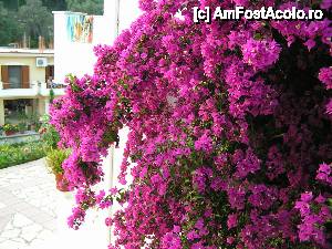 [P02] Se spune ca farmecul Greciei este dat in mare masura de acesta planta superba, exista si locuri unde ea nu traieste, acolo Grecia nu are farmec... » foto by ionescunic
 - 
<span class="allrVoted glyphicon glyphicon-heart hidden" id="av402466"></span>
<a class="m-l-10 hidden" id="sv402466" onclick="voting_Foto_DelVot(,402466,13156)" role="button">șterge vot <span class="glyphicon glyphicon-remove"></span></a>
<a id="v9402466" class=" c-red"  onclick="voting_Foto_SetVot(402466)" role="button"><span class="glyphicon glyphicon-heart-empty"></span> <b>LIKE</b> = Votează poza</a> <img class="hidden"  id="f402466W9" src="/imagini/loader.gif" border="0" /><span class="AjErrMes hidden" id="e402466ErM"></span>