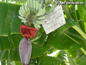 [P22] Un banan care ,,doreste'' sa creasca linistit.  » foto by BOGDAN DSN
 - 
<span class="allrVoted glyphicon glyphicon-heart hidden" id="av589087"></span>
<a class="m-l-10 hidden" id="sv589087" onclick="voting_Foto_DelVot(,589087,13156)" role="button">șterge vot <span class="glyphicon glyphicon-remove"></span></a>
<a id="v9589087" class=" c-red"  onclick="voting_Foto_SetVot(589087)" role="button"><span class="glyphicon glyphicon-heart-empty"></span> <b>LIKE</b> = Votează poza</a> <img class="hidden"  id="f589087W9" src="/imagini/loader.gif" border="0" /><span class="AjErrMes hidden" id="e589087ErM"></span>