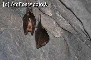 [P04] Pestera Liliecilor » foto by mvr
 - 
<span class="allrVoted glyphicon glyphicon-heart hidden" id="av742246"></span>
<a class="m-l-10 hidden" id="sv742246" onclick="voting_Foto_DelVot(,742246,13179)" role="button">șterge vot <span class="glyphicon glyphicon-remove"></span></a>
<a id="v9742246" class=" c-red"  onclick="voting_Foto_SetVot(742246)" role="button"><span class="glyphicon glyphicon-heart-empty"></span> <b>LIKE</b> = Votează poza</a> <img class="hidden"  id="f742246W9" src="/imagini/loader.gif" border="0" /><span class="AjErrMes hidden" id="e742246ErM"></span>